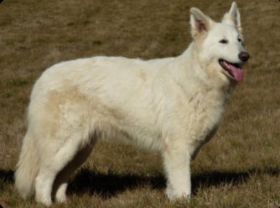 Ladie de la vallée des bergers blancs