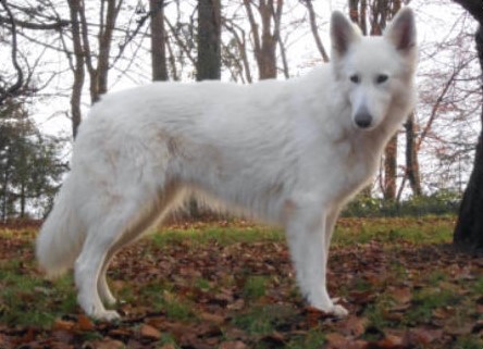 Ginger de la vallée des bergers blancs