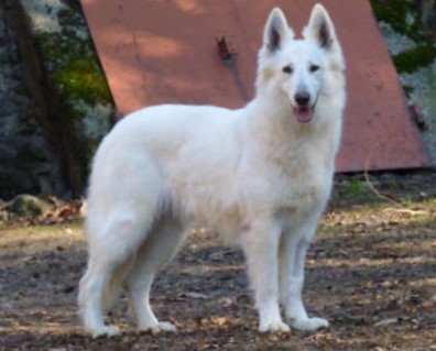 Lexie de la vallée des bergers blancs