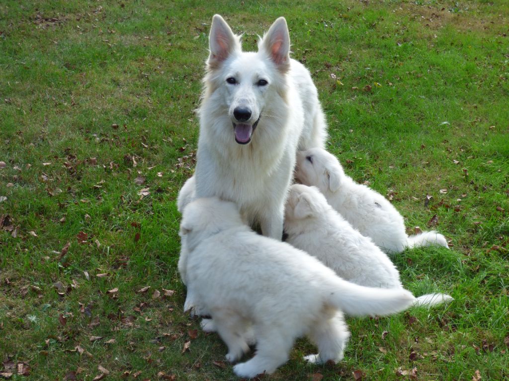 Chiot Berger Blanc Suisse de la vallée des bergers blancs