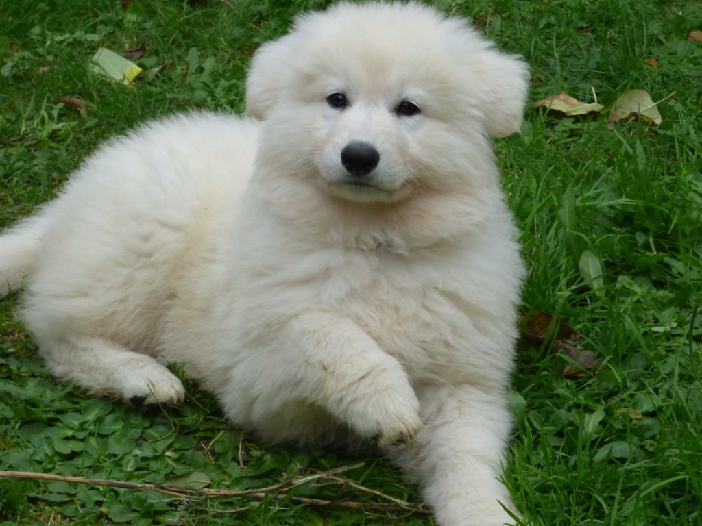 de la vallée des bergers blancs - Chiots disponibles - Berger Blanc Suisse