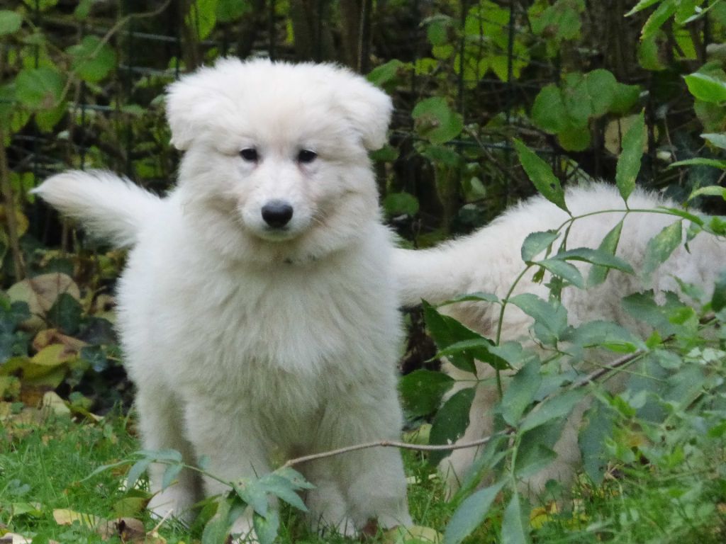 de la vallée des bergers blancs - Chiots disponibles - Berger Blanc Suisse